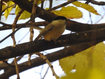 ハシブトガラ 屯田防風林 2021年10月26日(火)