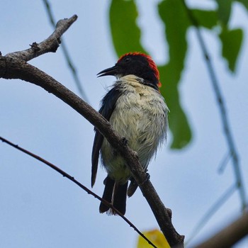 Thu, 5/19/2022 Birding report at Wat Phra Gam, Ayutthaya