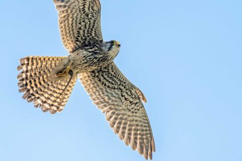 Common Kestrel 皿池(明石市大久保町) Mon, 4/25/2022