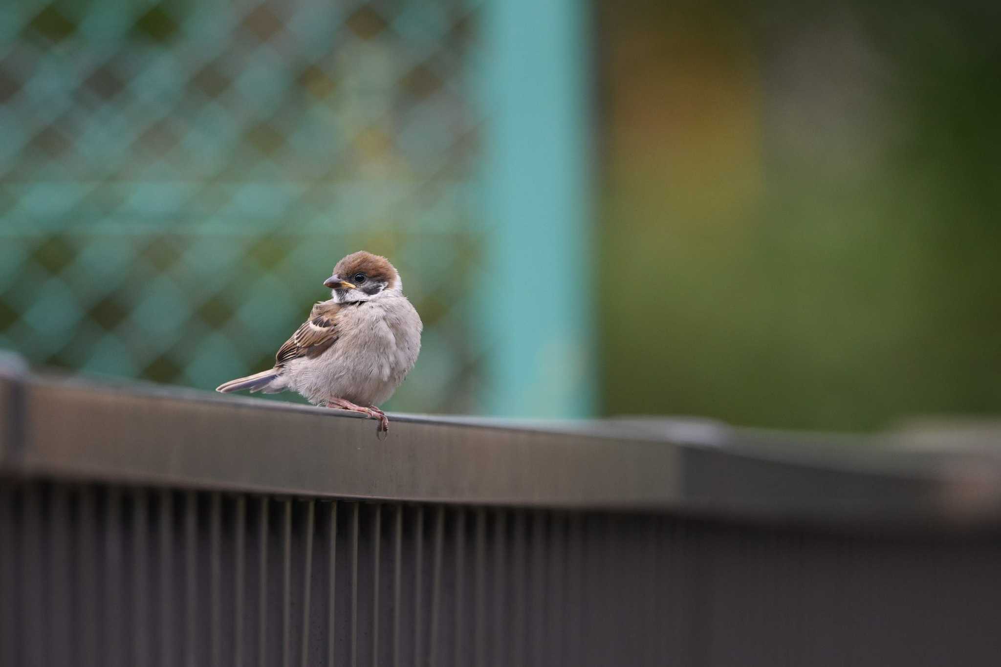 亀塚公園 スズメの写真 by ｐｙ Kapyka