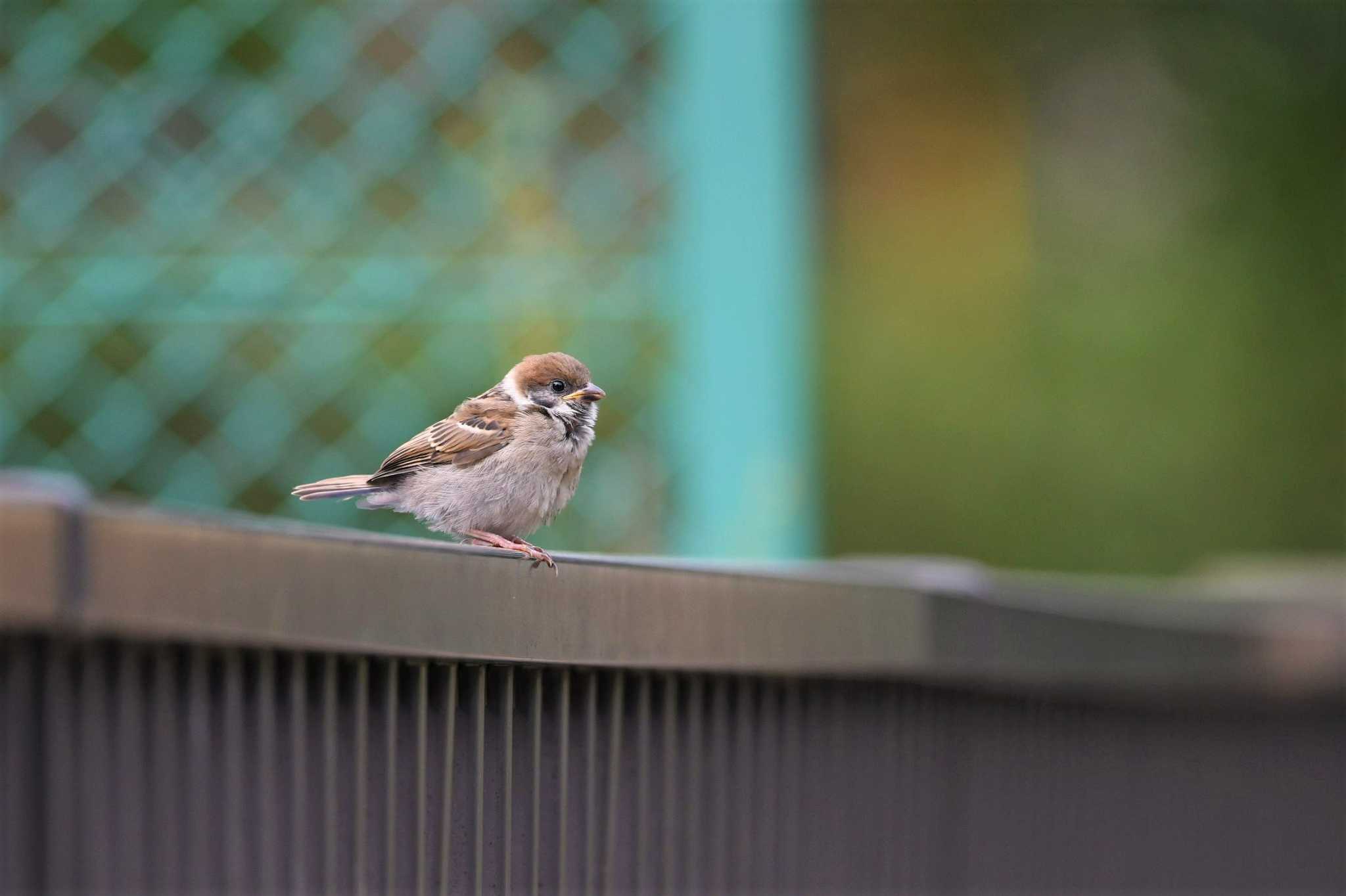 亀塚公園 スズメの写真 by ｐｙ Kapyka