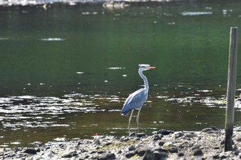 Grey Heron Nagahama Park Tue, 5/24/2022