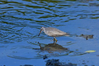 Tue, 5/24/2022 Birding report at Nagahama Park