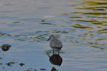 キアシシギ 長浜公園 2022年5月24日(火)