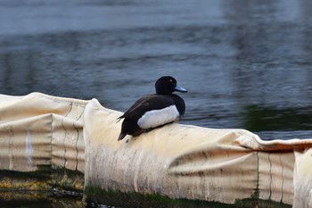 キンクロハジロ 長浜公園 2022年5月24日(火)