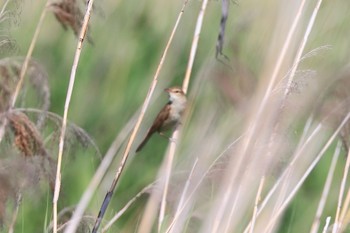 Oriental Reed Warbler 国営木曽三川公園  Mon, 5/23/2022