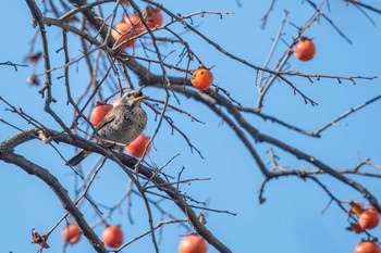 ツグミ 明石公園 2017年12月14日(木)