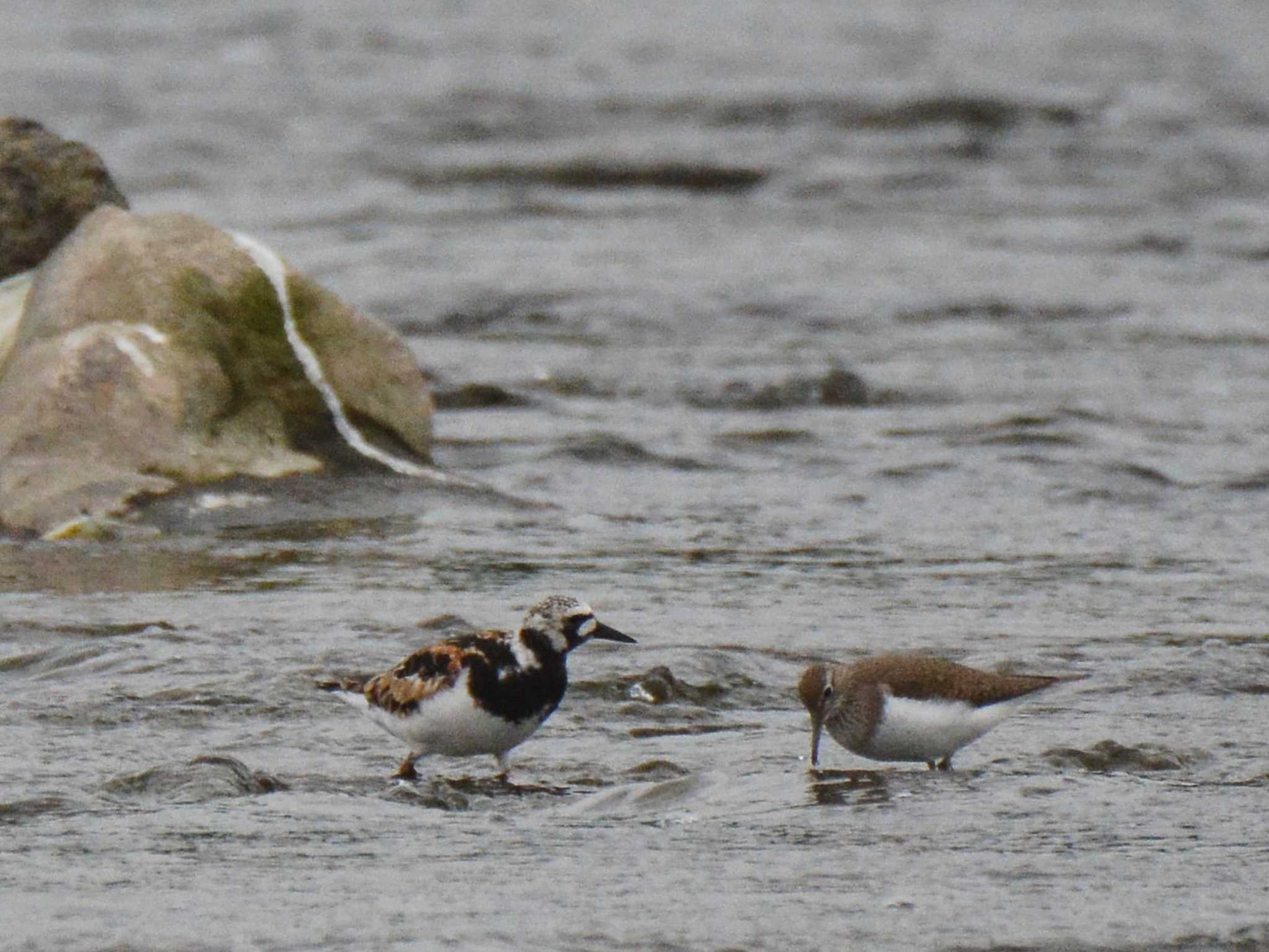 Ruddy Turnstone