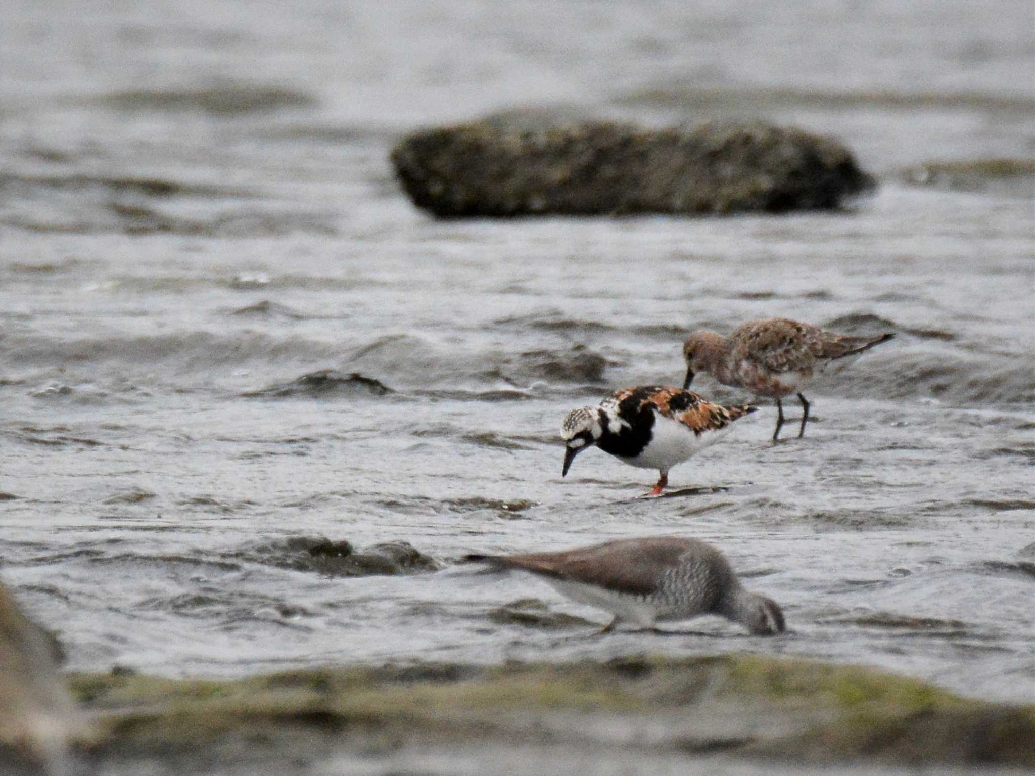 Ruddy Turnstone