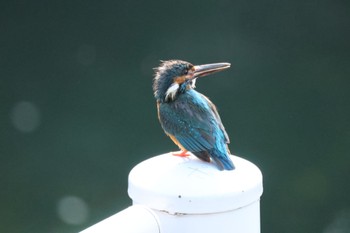 Common Kingfisher 川崎 Tue, 5/24/2022