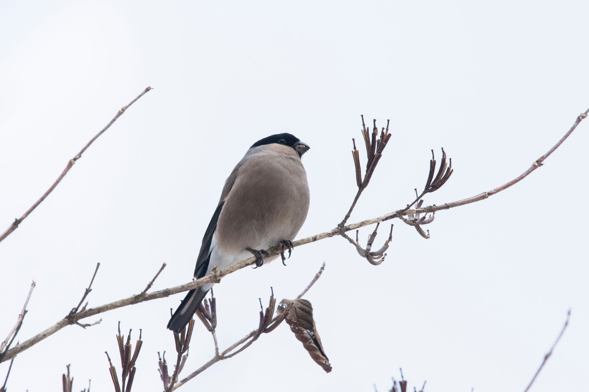 Photo of Eurasian Bullfinch at 富士山麓 by そむぎ