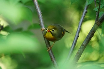 ソウシチョウ 大山 2022年5月24日(火)