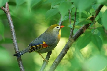 Red-billed Leiothrix 大山 Tue, 5/24/2022