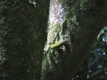 メジロ 和歌山県 2022年5月22日(日)