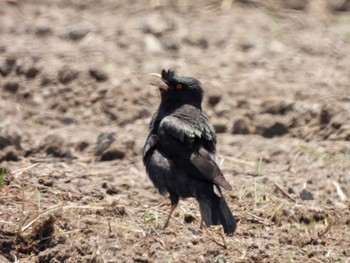 2022年5月24日(火) 兵庫県明石市の野鳥観察記録