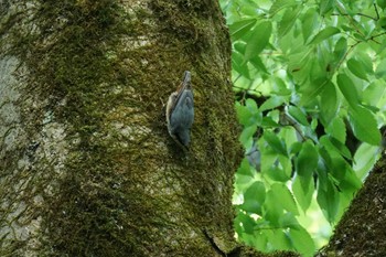 Eurasian Nuthatch 大山 Tue, 5/24/2022