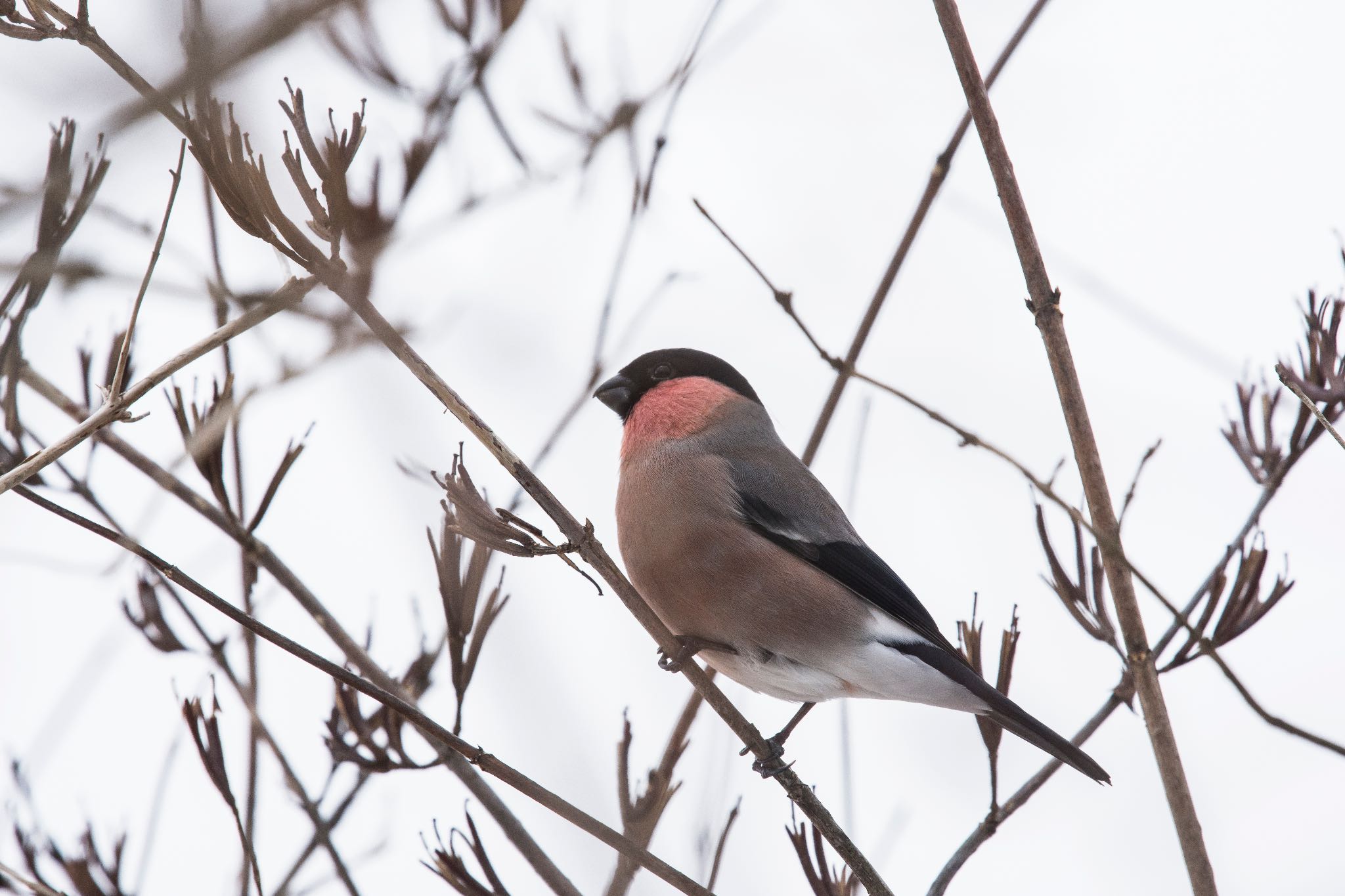 Photo of Eurasian Bullfinch at 富士山麓 by そむぎ