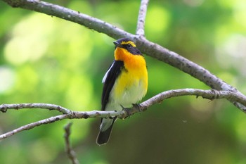 2022年5月23日(月) 舞岡公園の野鳥観察記録