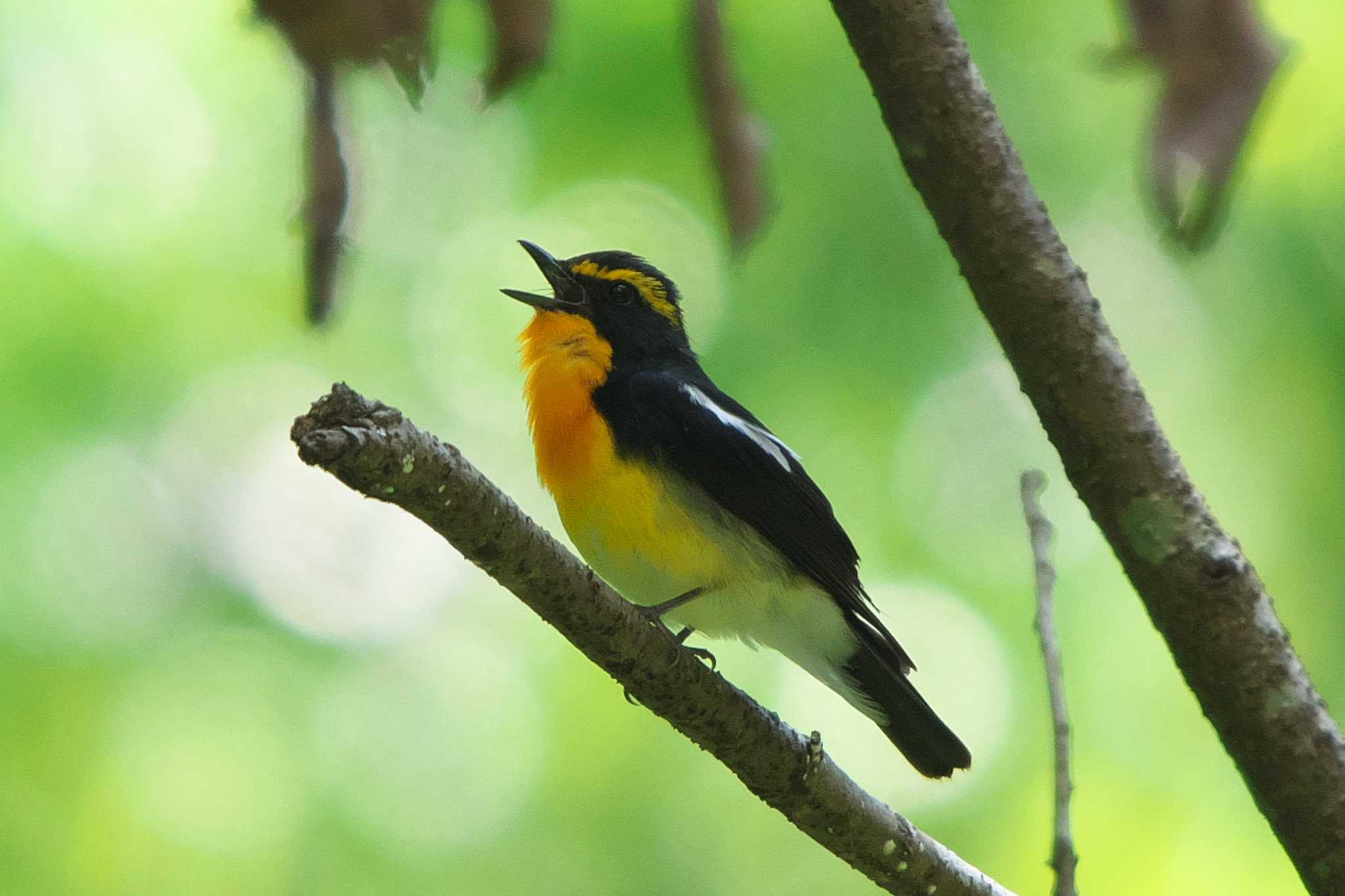 舞岡公園 キビタキの写真 by Y. Watanabe