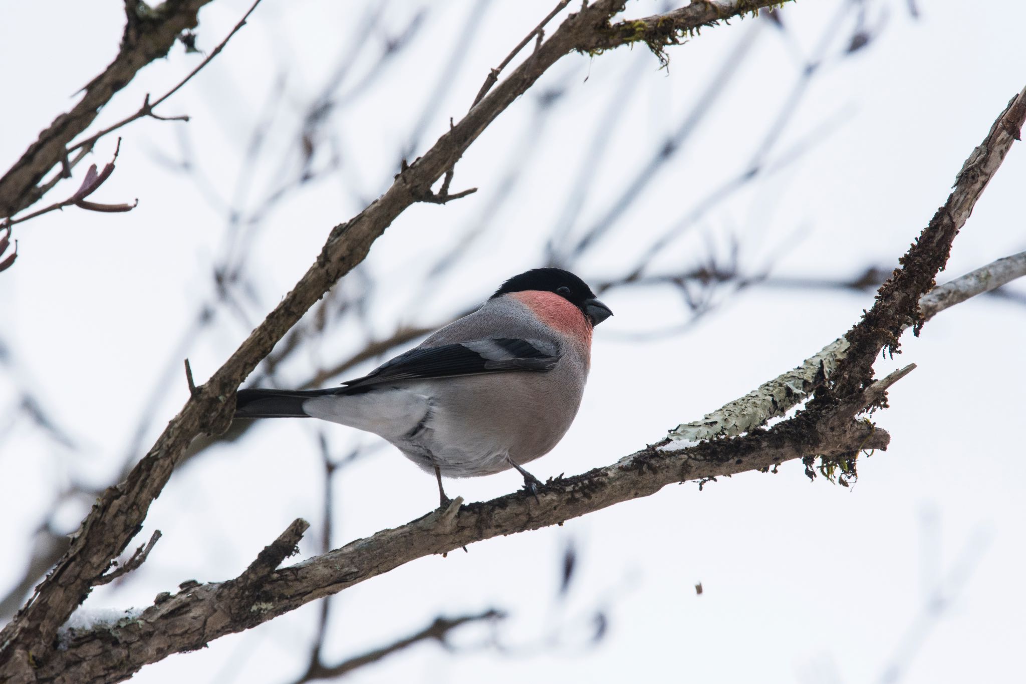 Photo of Eurasian Bullfinch at 富士山麓 by そむぎ