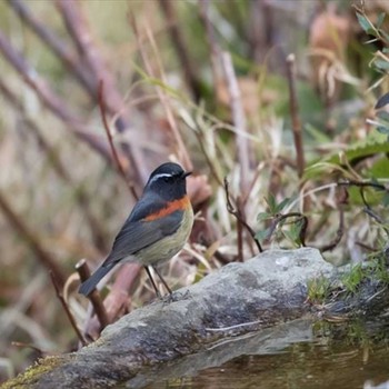 Collared Bush Robin 阿里山国家森林遊楽区 Mon, 1/20/2020