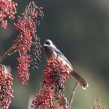 White-eared Sibia 阿里山国家森林遊楽区 Mon, 1/20/2020