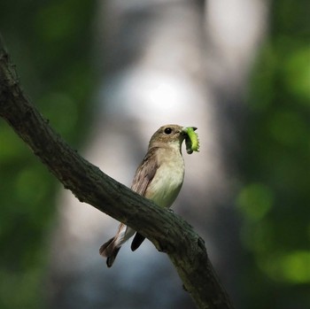 Blue-and-white Flycatcher 姫路市自然観察の森 Tue, 5/24/2022