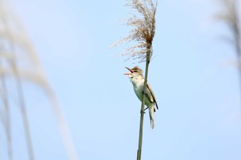 Oriental Reed Warbler 埼玉県 Mon, 5/23/2022