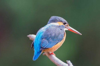 カワセミ 横浜自然観察の森 2017年12月16日(土)