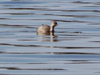 Hoary-headed Grebe パース Unknown Date