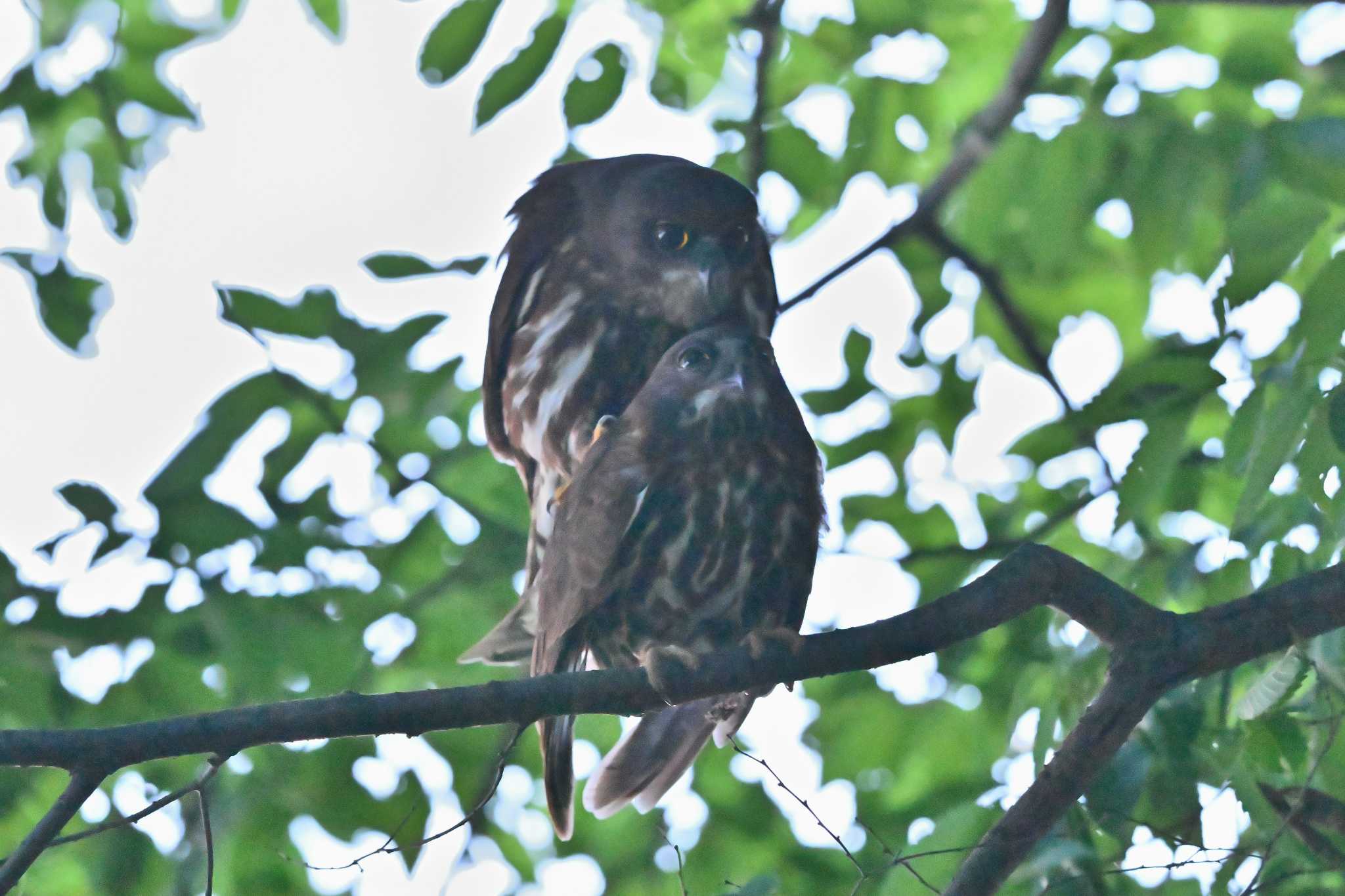 堀兼神社 アオバズクの写真 by ダイ