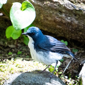 Siberian Blue Robin 北海道 Mon, 5/16/2022