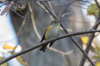 Sat, 12/9/2017 Birding report at 横浜自然観察の森