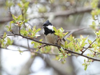 Coal Tit Senjogahara Marshland Thu, 5/19/2022