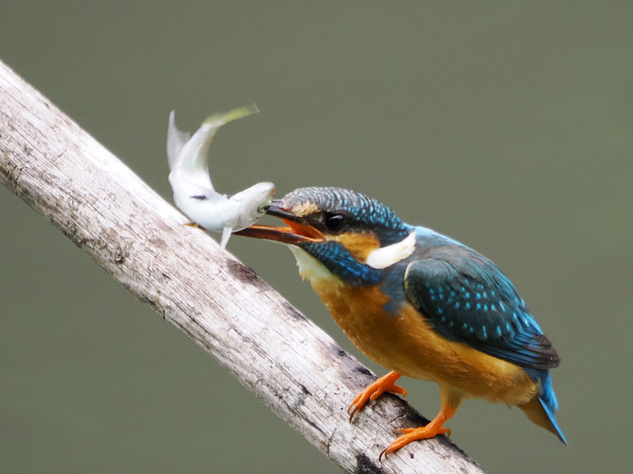 Common Kingfisher