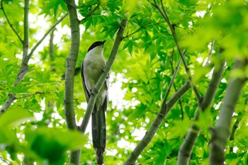 Azure-winged Magpie 檜町公園(東京ミッドタウン) Tue, 5/24/2022