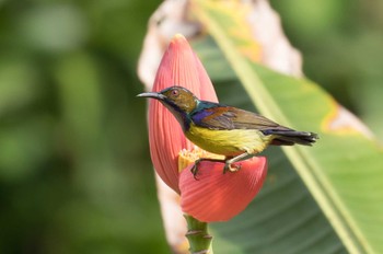 チャノドコバシタイヨウチョウ シンガポール植物園 2017年10月15日(日)