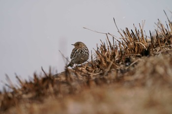 Red-throated Pipit 兵庫県 Wed, 2/16/2022