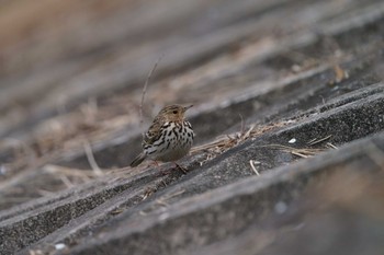 ムネアカタヒバリ 兵庫県 2022年2月16日(水)