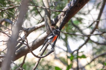 Scarlet Robin You Yang Regional Park Wed, 2/8/2017