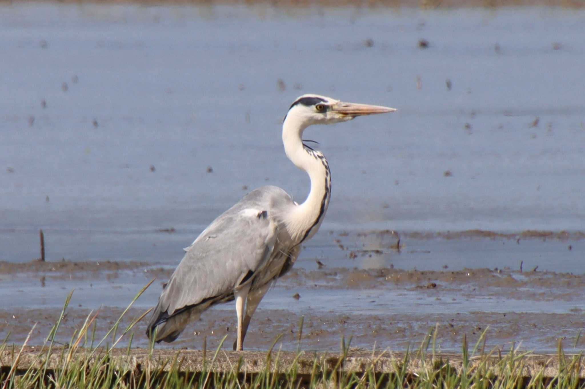 Photo of Grey Heron at 滋賀県米原市 by ゆりかもめ
