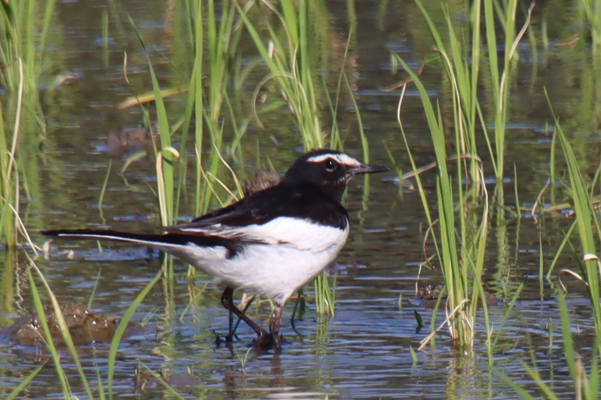 Photo of Japanese Wagtail at 滋賀県米原市 by ゆりかもめ