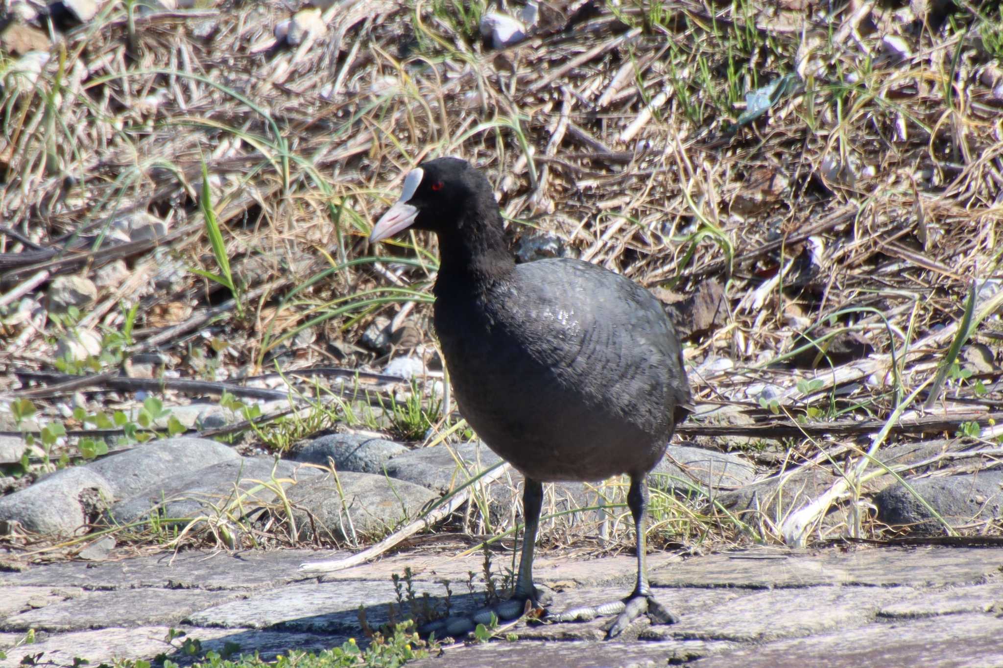 Photo of Eurasian Coot at 滋賀県米原市 by ゆりかもめ