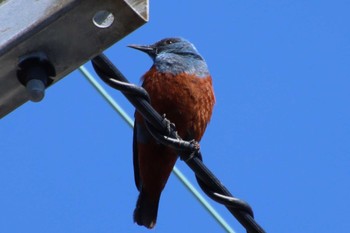 Blue Rock Thrush 滋賀県米原市 Mon, 5/23/2022