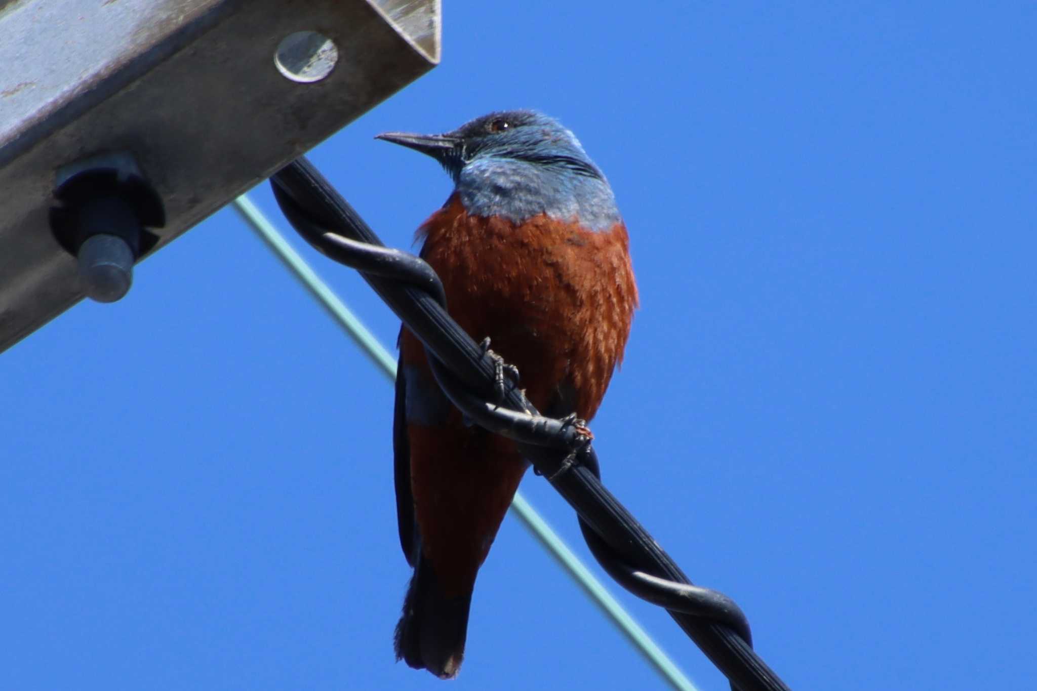 Photo of Blue Rock Thrush at 滋賀県米原市 by ゆりかもめ