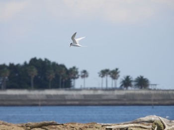 2022年5月23日(月) 葛西臨海公園の野鳥観察記録