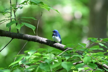 オオルリ 軽井沢野鳥の森 2022年5月24日(火)