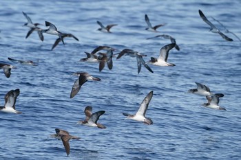 Streaked Shearwater Unknown Spots Sun, 5/8/2022