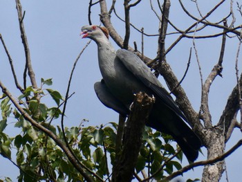 カミカザリバト Central Coast Wetlands, Tuggerah, NSW, Australia 2021年4月4日(日)