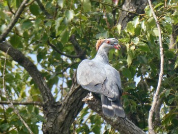 カミカザリバト Central Coast Wetlands, Tuggerah, NSW, Australia 2021年4月4日(日)